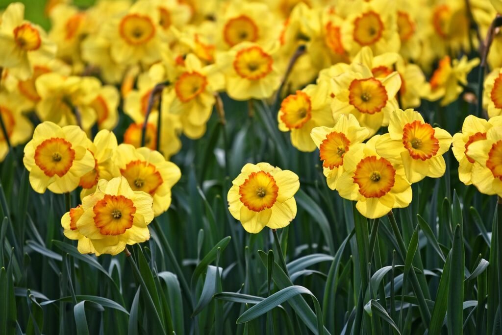 daffodils, flower wallpaper, flowers, garden, flower background, plants, spring flowers, beautiful flowers, bloom, blossom, flora, petals, nature