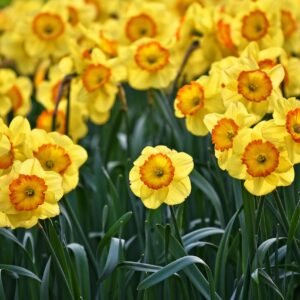 daffodils, flower wallpaper, flowers, garden, flower background, plants, spring flowers, beautiful flowers, bloom, blossom, flora, petals, nature